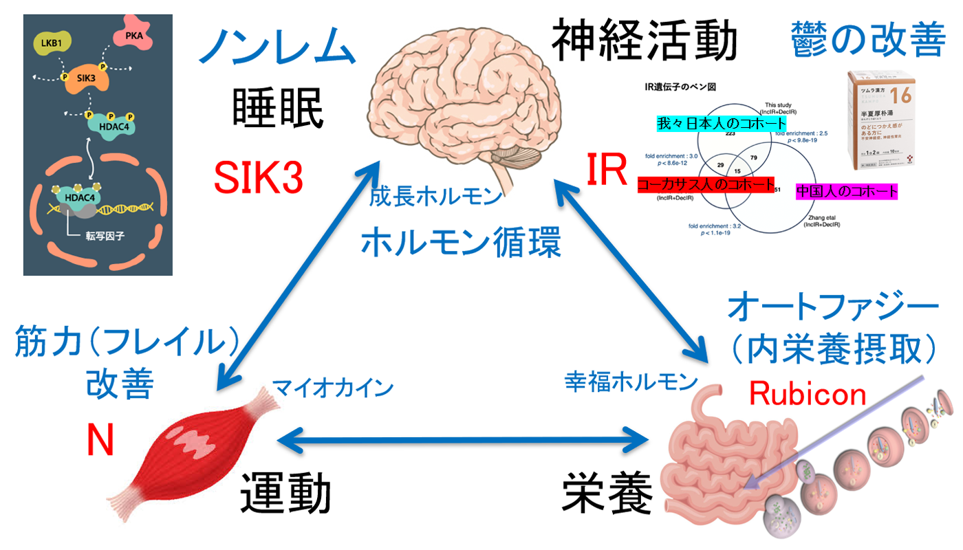研究の図